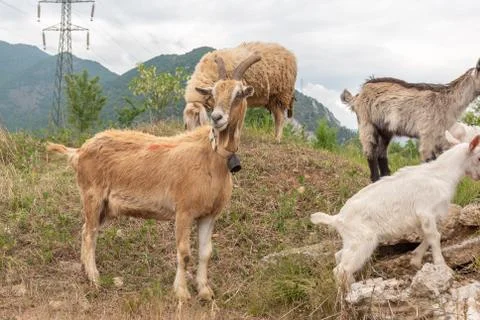 Goat with horns facing the camera while grazing. Stock Photos
