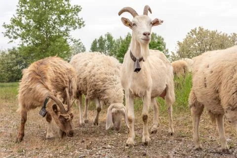 Goat with horns facing the camera while grazing. Stock Photos