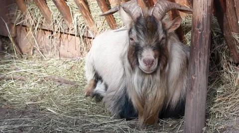 Goat with horns Stock Footage 43256216