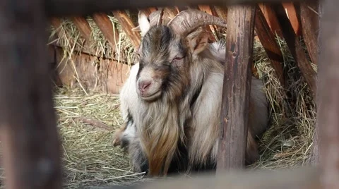 Goat with horns Stock Footage 43256271