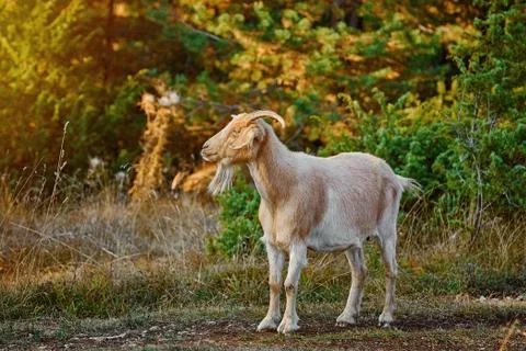 Goat with Horns Stock Photos