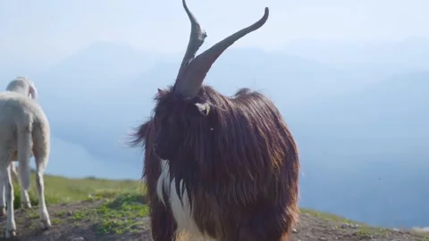 Goat horns ruminate Stock-Footage 271347359