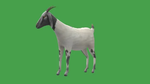 Goat Idle 01 Perspective Green Screen Stock Footage 330995699