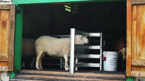 Goat Inside a Farm Pen Stock Footage 293114223