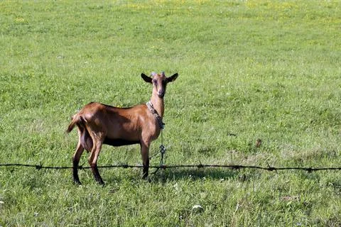 Goat inside garden Stock Photos
