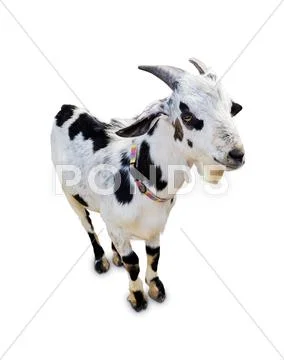 Goat isolate Stock Photos