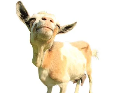 Goat isolated on a white background Stock Photos