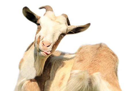 Goat isolated on a white background 스톡 사진