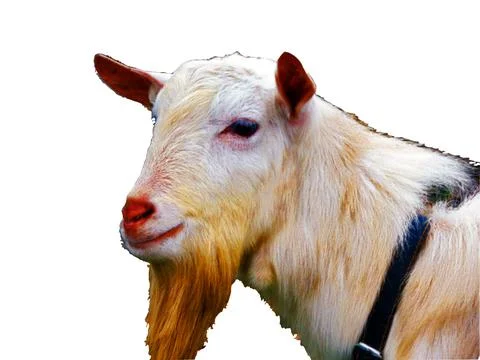 A goat isolated on white background 스톡 사진
