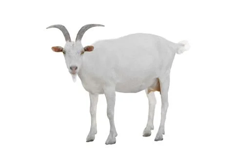 Goat isolated on a white background, studio shot Stock Photos