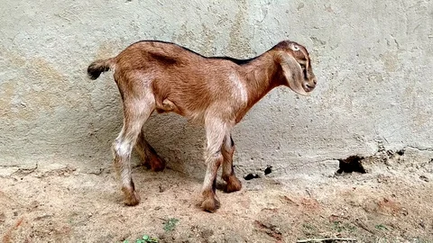 Goat Kid Stock Footage 109603298