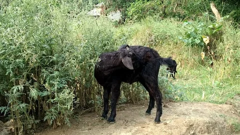 Goat Kid Stock Footage 109705759