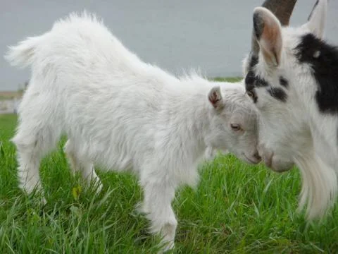 Goat with kid Stock Photos