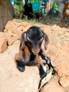 GOAT KID Stock Photos