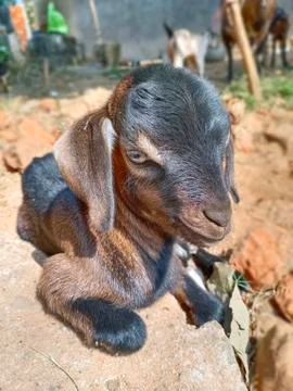 GOAT KID Stock Photos