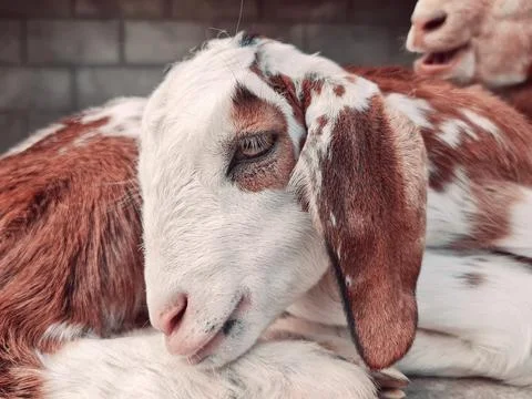 Goat kid Stock Photos