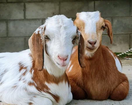 Goat kid Stock Photos