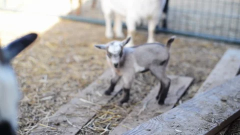 Goat Kid Playing in Slow Motion Stock Footage 86327466