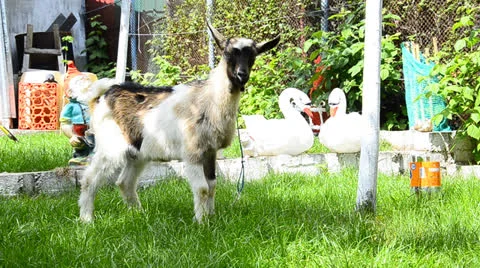 Goat kid run Stock Footage 23533929