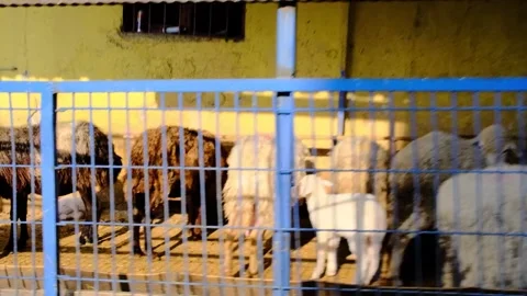 Goat lamb sheep Stock Footage 244738985