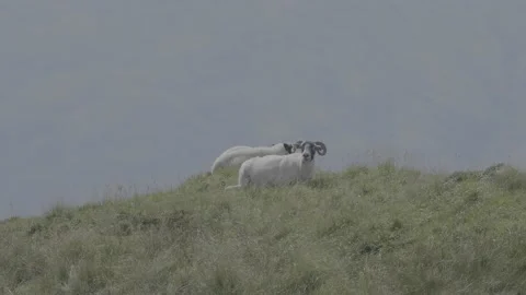 Goat Landscape Stock-Footage 220567469