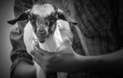 Goat on the lap Stock Photos