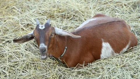 Goat Laying on Hay Video stock 87274160