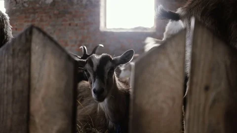 Goat laying In The Stable Video stock 80077379