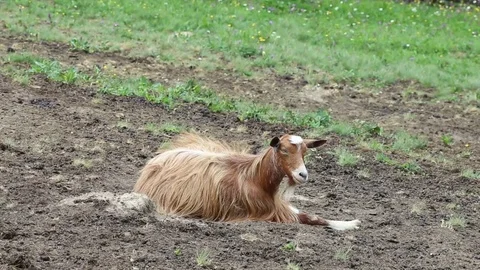Goat lie on the ground Stock Footage 78774716