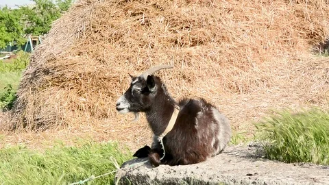 Goat lies 2 Stock Footage 91040002