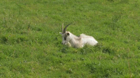 Goat lies in the grass Stock Footage 144173