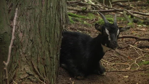 Goat lies by a tree 库存影片 139013722