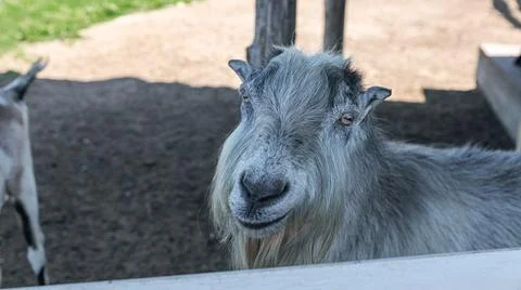 Goat with a long beard, resting its head on a fence. Farm-like, with green .. Stock Photos