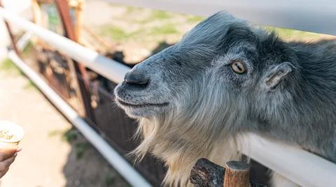 Goat with a long beard, resting its head on a fence. Farm-like, with green .. Stock Photos