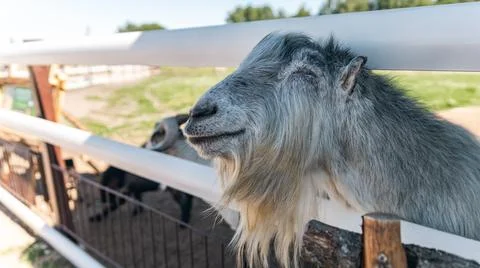 Goat with a long beard, resting its head on a fence. Farm-like, with green .. Stock Photos