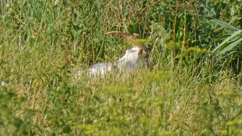 A goat with long horns eats grass Stock Footage 248606365
