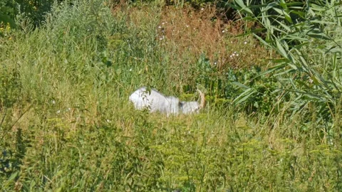 A goat with long horns eats grass Stock Footage 248606606