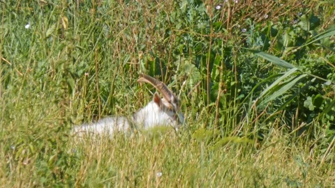 A goat with long horns eats grass Stock Footage 248607098