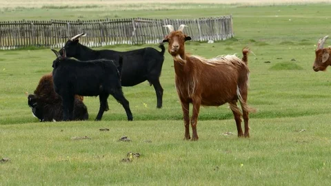Goat look attentively at the operator's video. Stock Footage