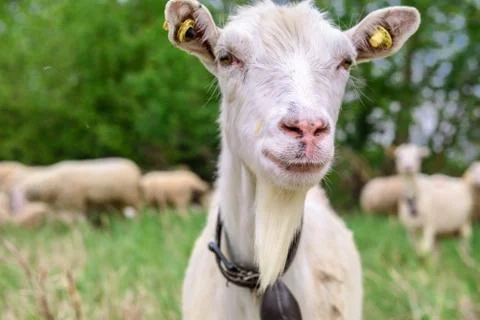 A goat look at the camera Stock Photos