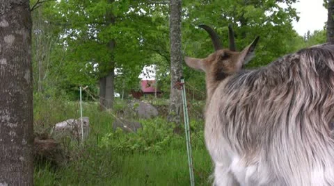 Goat looking around Stock Footage 20452533