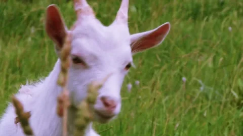 Goat looking around Stock Footage 40641957