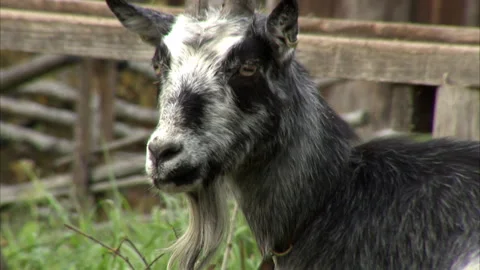 Goat Looking Around Stock Footage 288613452