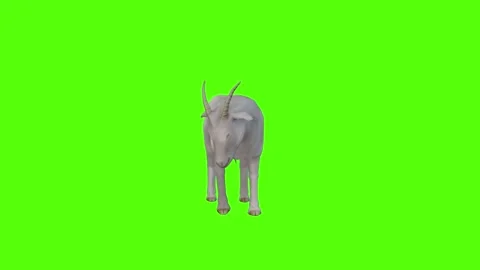Goat Looking Around Green Screen Animation 4k Rendering Stock Footage 297161773