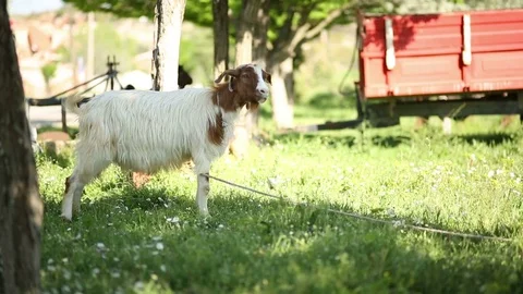 A Goat looking around in Nature Stock Footage 75046641