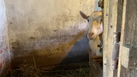 Goat Looking at Camera and Hiding Outdoors Stock Footage 314191919