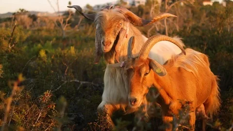 Goat looking at the camera on the background of nature and sunset. Slow motion Vídeos de archivo 83956704