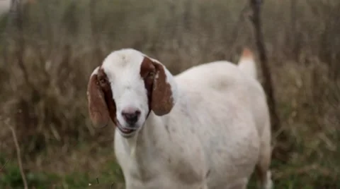 Goat looking at camera, chewing Stock Footage 57403175