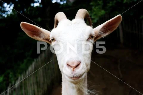 Goat is looking in the camera face Stock Photos