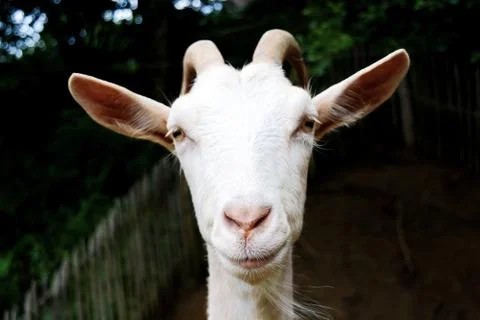 Goat is looking in the camera face Stock Photos